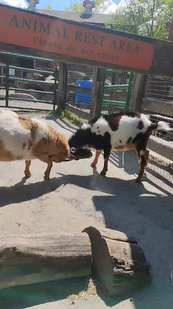 goat fight baby