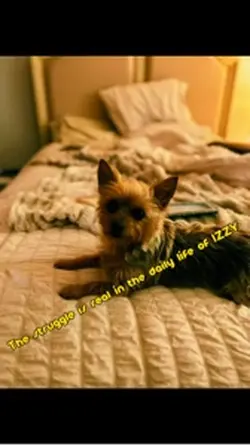 My dog who can sleep