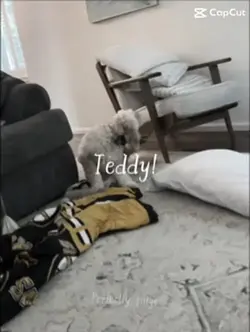 Teddy my pup