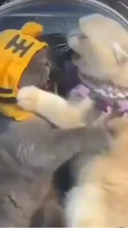 Gatos pelea …