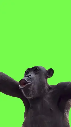 Monkey screaming 