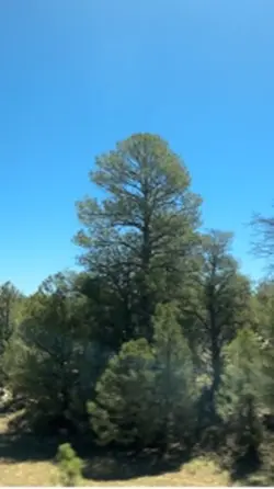 Grand Canyon drive!!