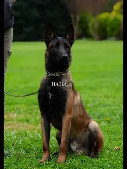 UGHH MALINOISS >>