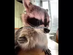 Racoooon