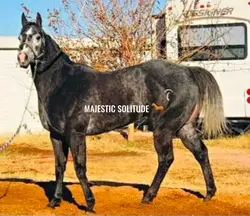 caballo paso fino 