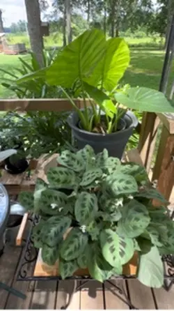 Beautiful Garden