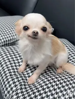 magnetic dog cover!