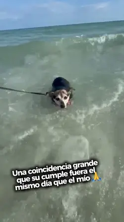 Pets lover 