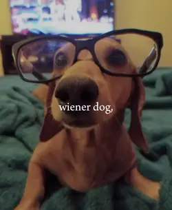 wiener dog
