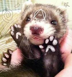 ferrets