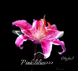 Pink lilies!