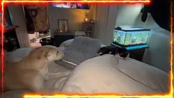 Dog VS Cat