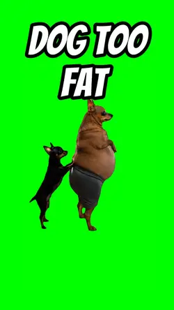 DOG TOO FAT